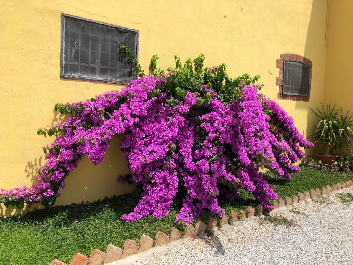 La Nana Gialla Riotorto Exterior photo